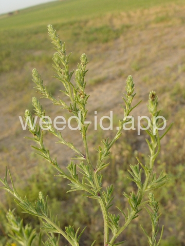 thistle, Russian